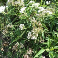 Austroeupatorium inulifolium (Kunth) R.M.King & H.Rob.